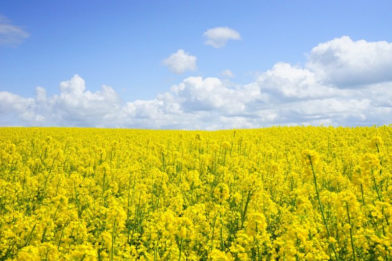 Prawidłowa herbicydowa ochrona kukurydzy