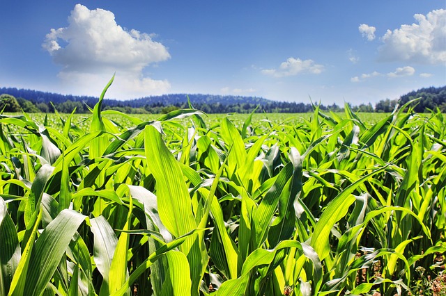 Jak dostosować regulację pokroju do uprawy zbóż jarych?